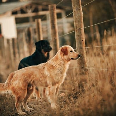 Mejores perros guardianes